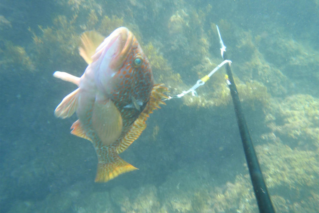 Vol.7】うまい魚が食べたい？ ならば獲りに行こうじゃないか！ 自給自足で旅する国立公園遊び～海のチョッキ銛編～【リノカで行こう】 | Renoca  Rent | 新車でも、中古車でもないリノベーションカー Renoca by FLEX